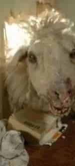 Паршивая овца кадр из фильма