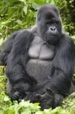 кадр из фильма Привет вам от гориллы