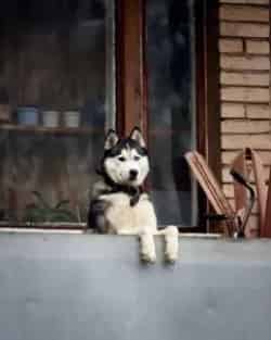 Пёс по кличке Пэт кадр из фильма