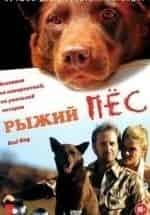 Рыжий пёс кадр из фильма