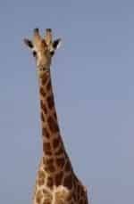 кадр из фильма Шея жирафа
