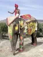 Слон мой кадр из фильма