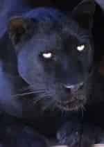 Сокровища чёрного ягуара кадр из фильма