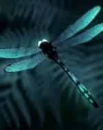 кадр из фильма Тень стрекозы