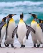 Три пингвина кадр из фильма