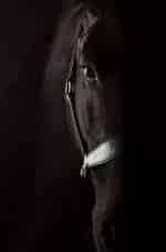 Тёмная лошадка кадр из фильма